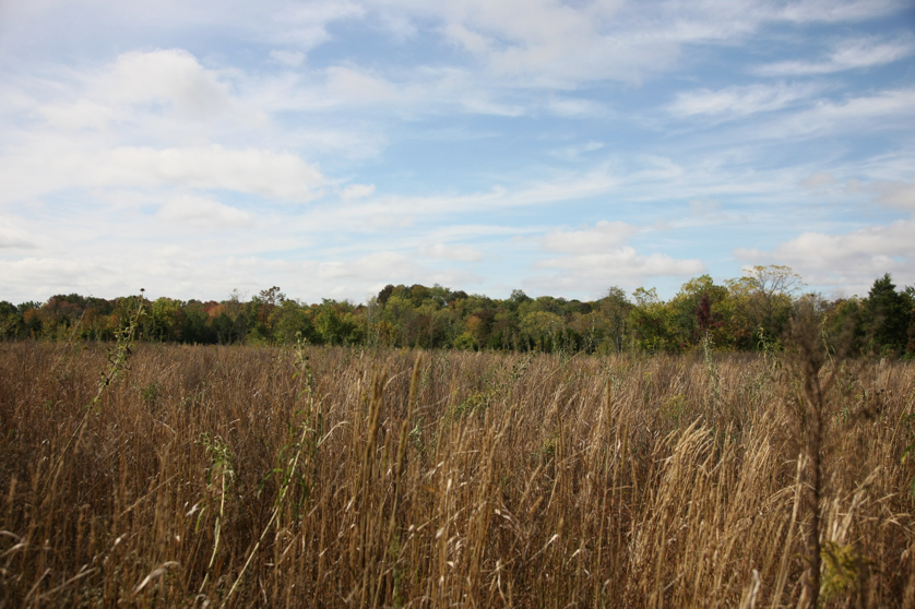 Full Size Image = 1339 K