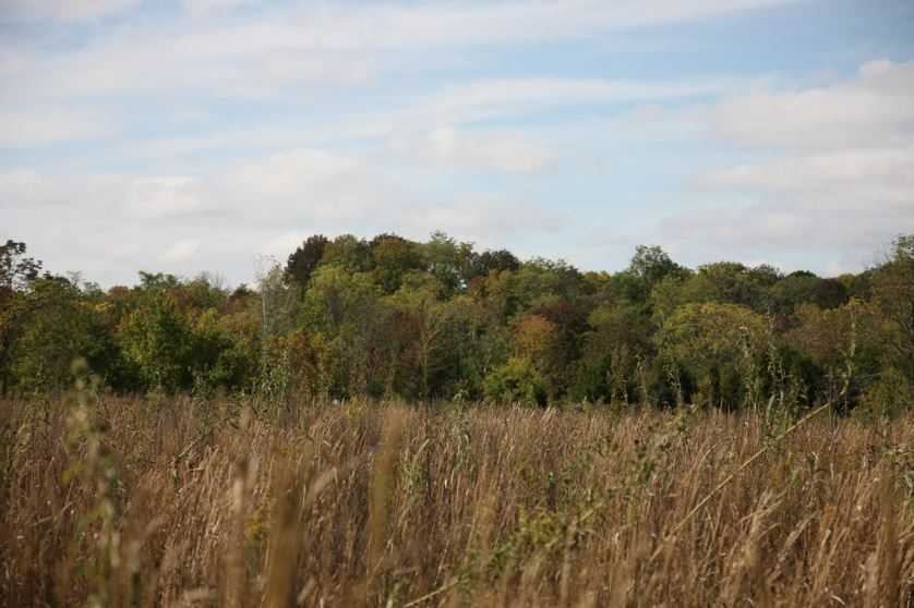 Full Size Image = 1164 K