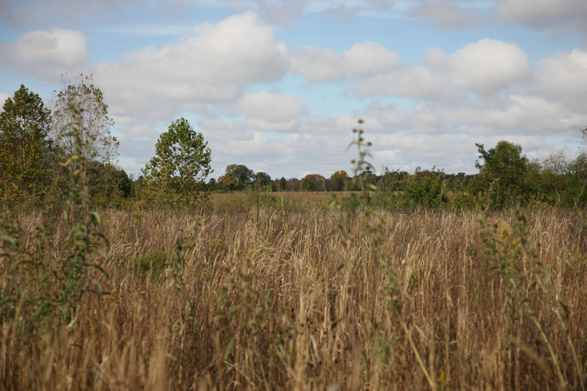 Full Size Image = 1272 K