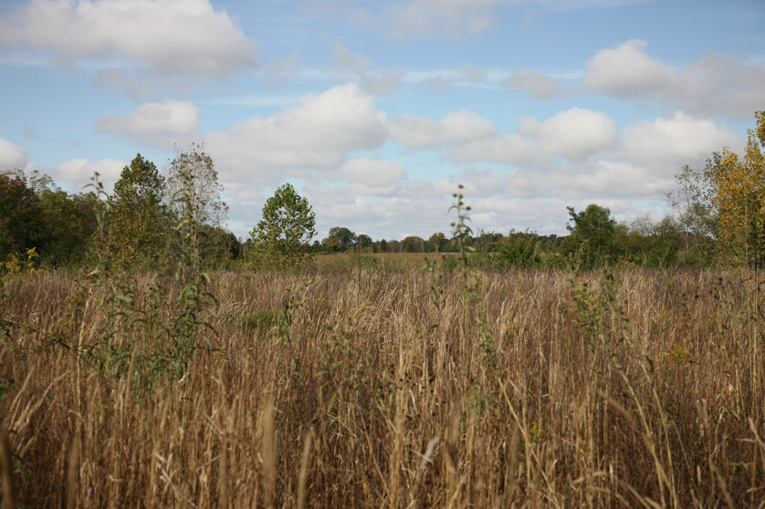 Full Size Image = 1413 K