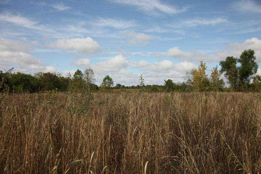 Full Size Image = 1585 K