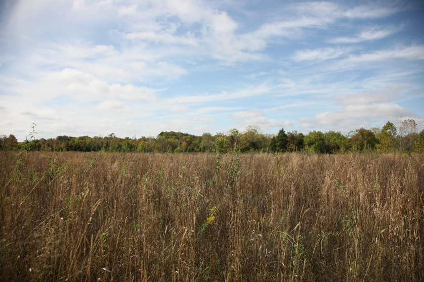 Full Size Image = 1567 K