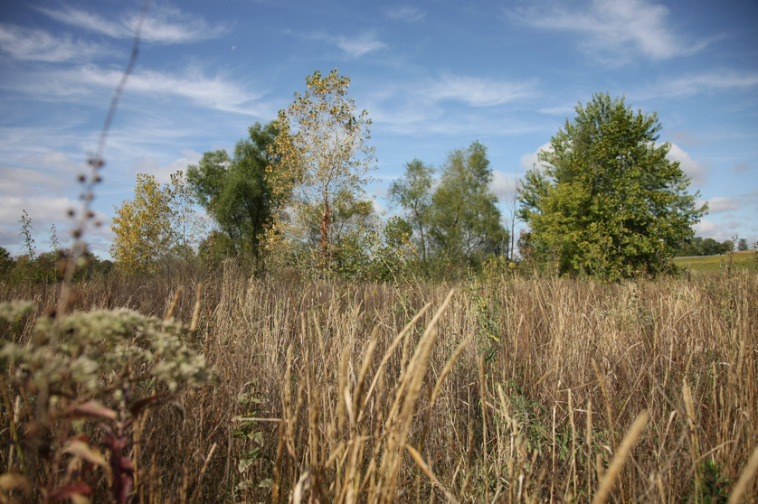 Full Size Image = 1741 K