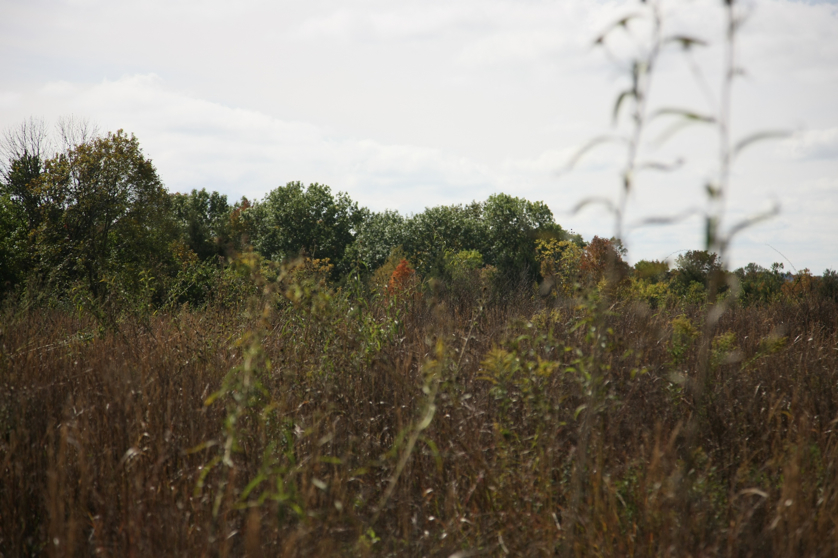 Full Size Image = 1026 K