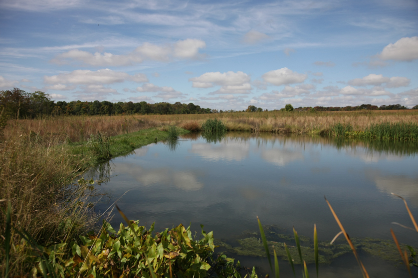 Full Size Image = 1042 K