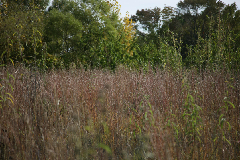 Full Size Image = 1542 K