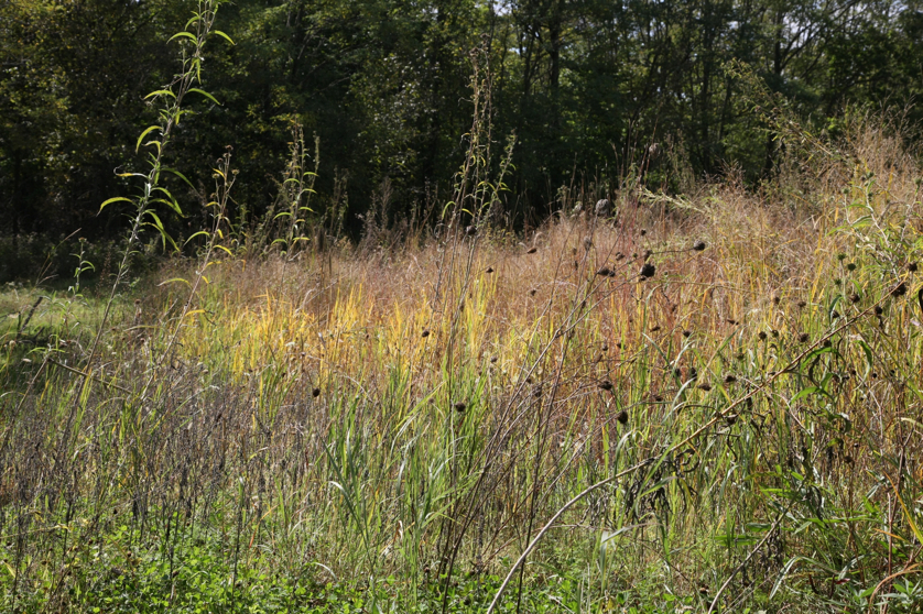 Full Size Image = 2578 K