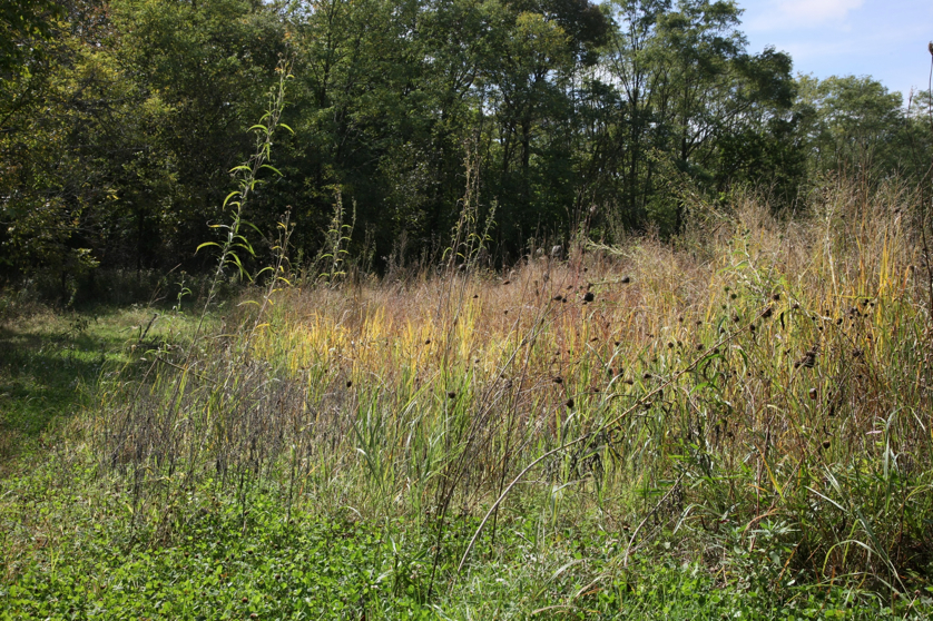 Full Size Image = 2793 K