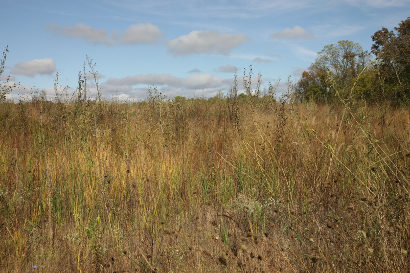 Full Size Image = 2178 K