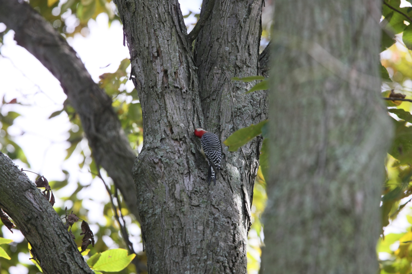 Full Size Image = 1000 K