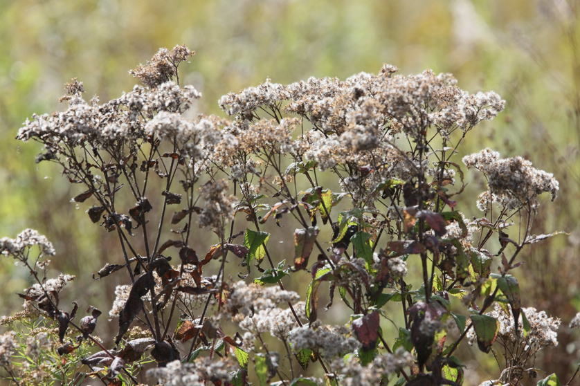 Full Size Image = 1377 K