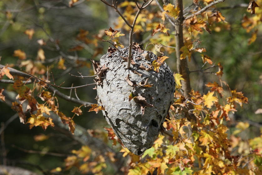 Full Size Image = 1057 K