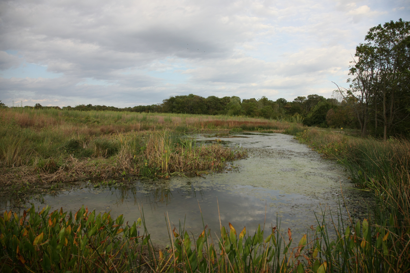 Full Size Image = 4593 K