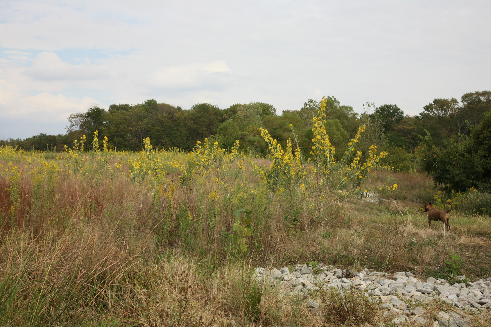 Full Size Image = 17643 K