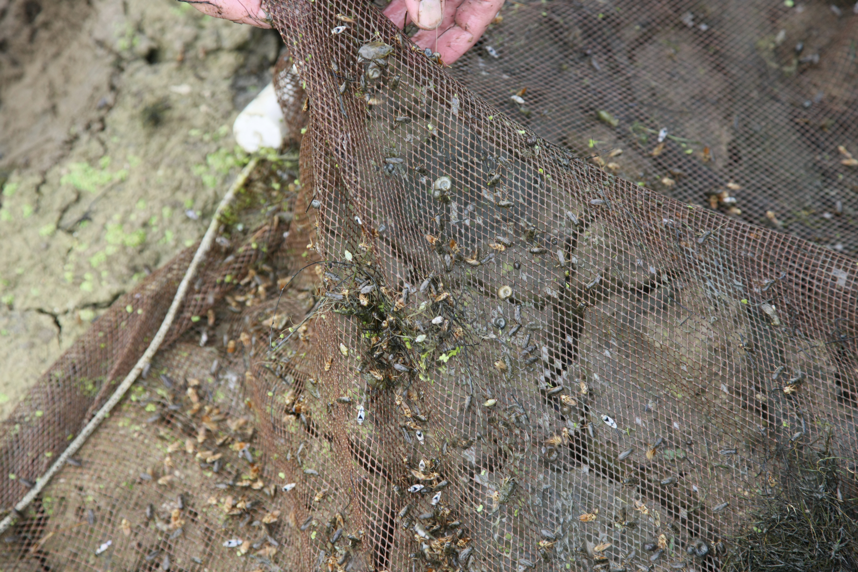 Full Size Image = 16344 K