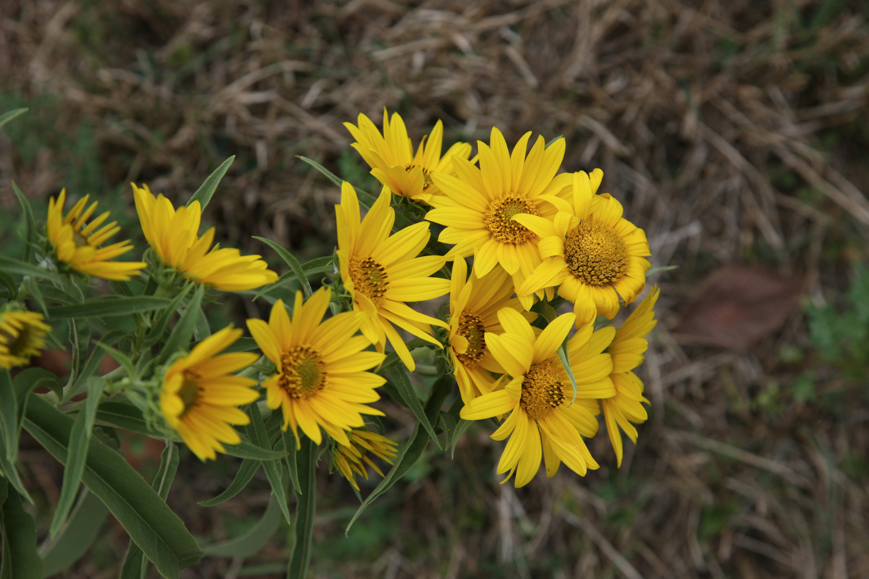 Full Size Image = 11894 K