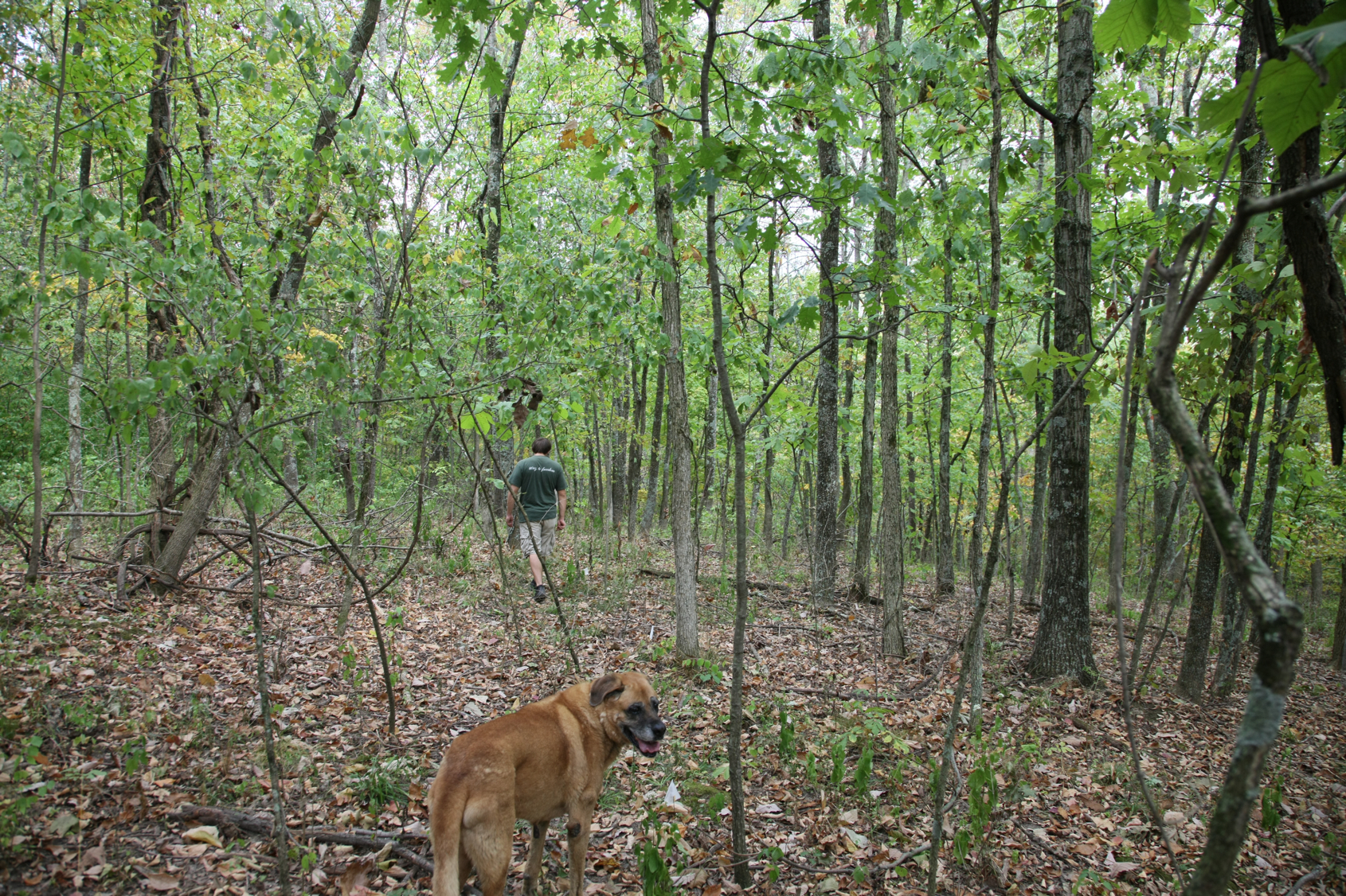 Full Size Image = 21799 K