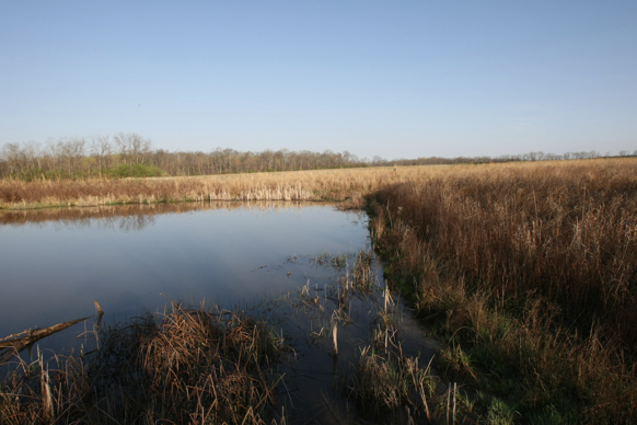 Full Size Image = 1993 K