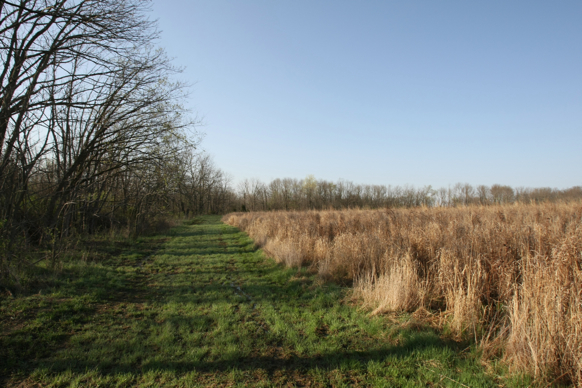 Full Size Image = 2447 K