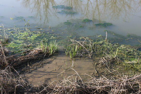 Full Size Image = 2911 K