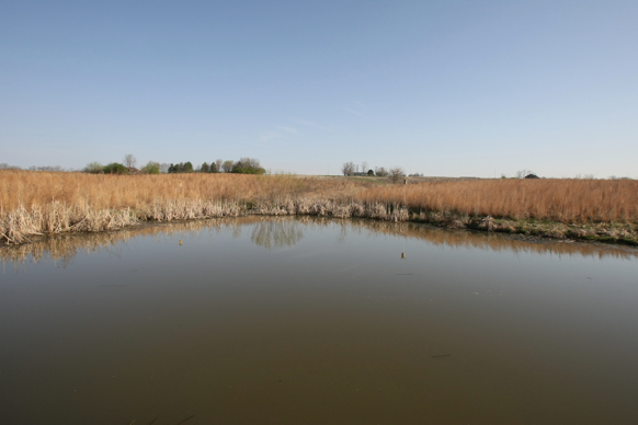 Full Size Image = 1388 K