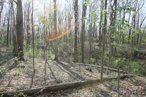 Full Size Image = 3981 K