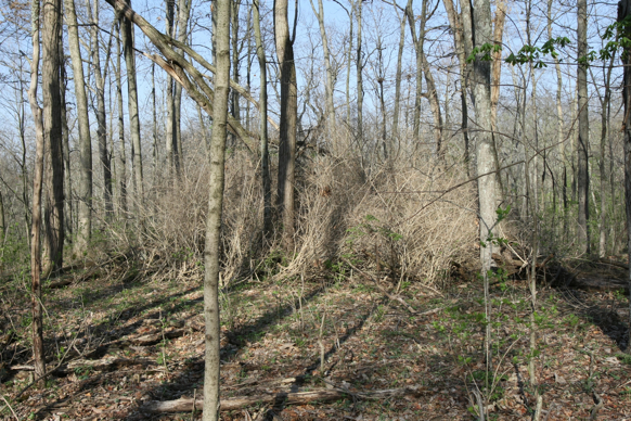 Full Size Image = 3802 K