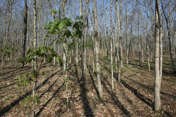 Full Size Image = 3793 K