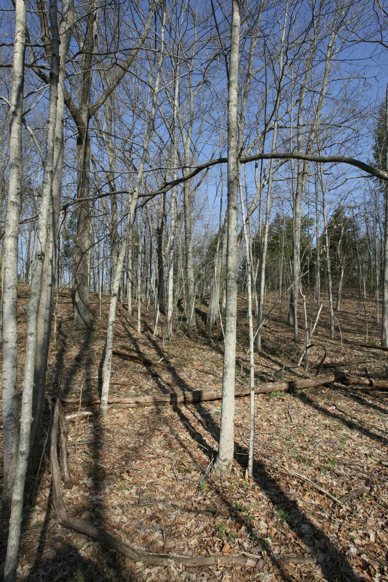 Full Size Image = 3587 K