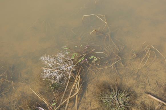 Full Size Image = 2014 K