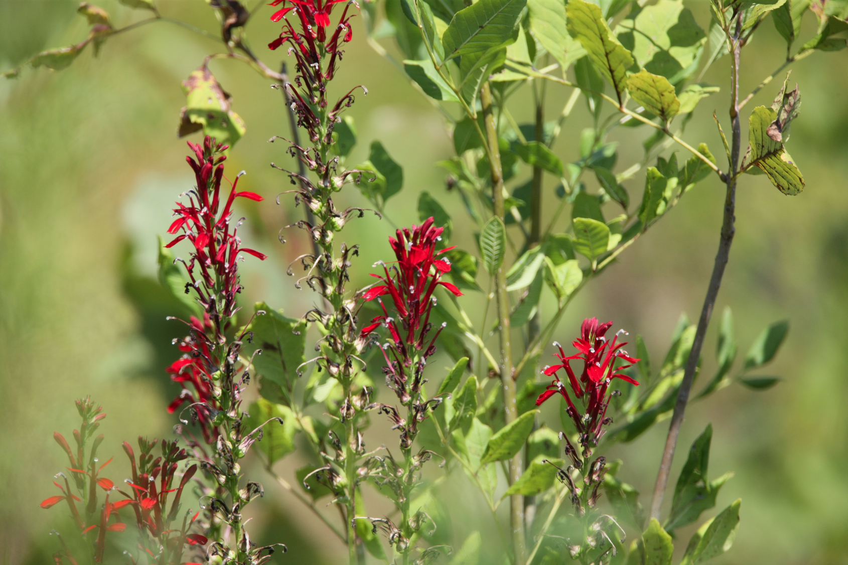 Full Size Image = 12430 K