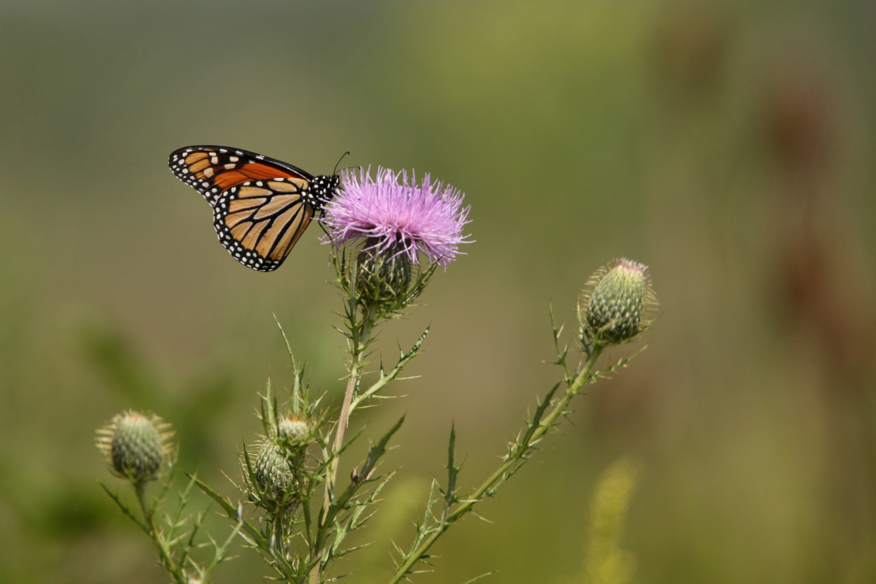 Full Size Image = 5009 K