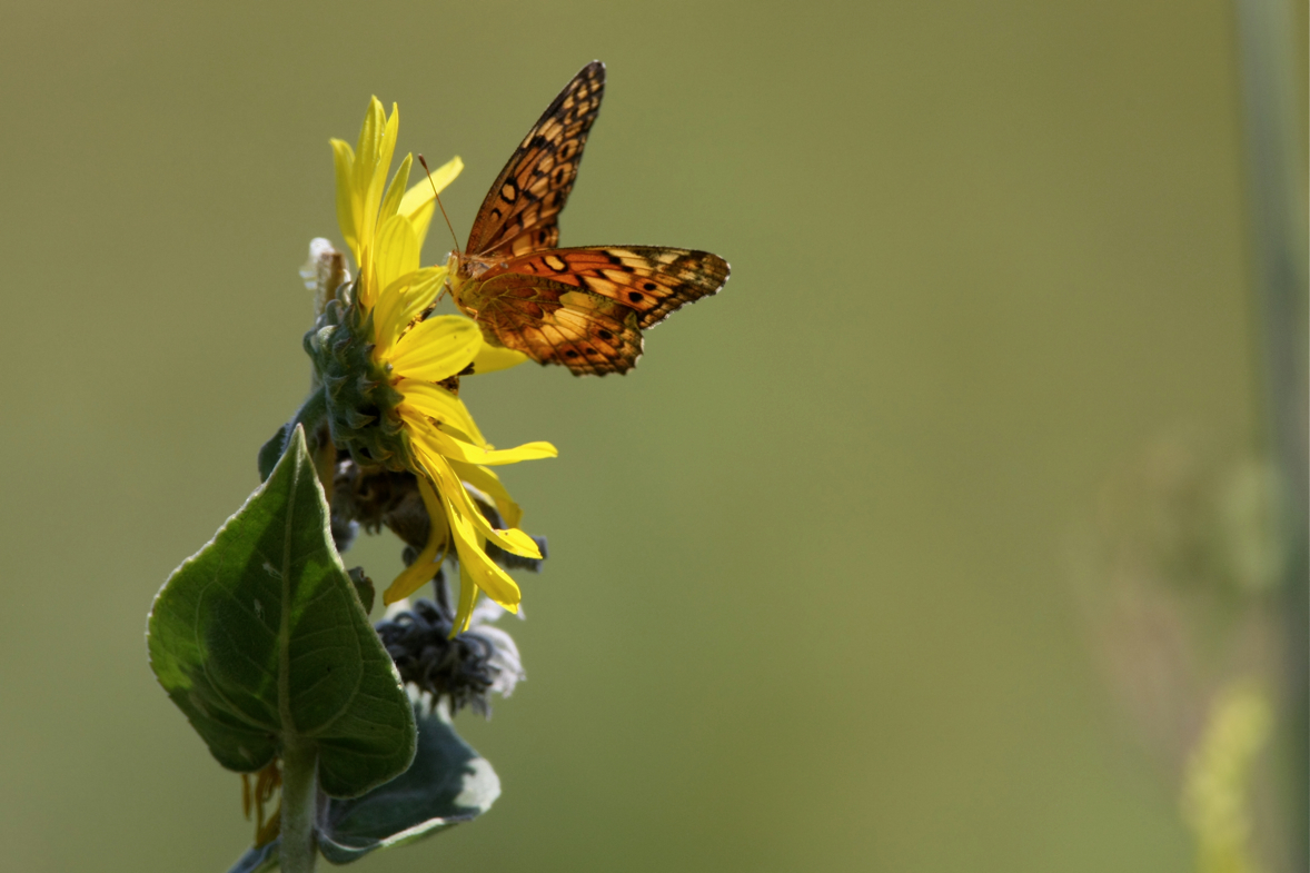 Full Size Image = 4031 K