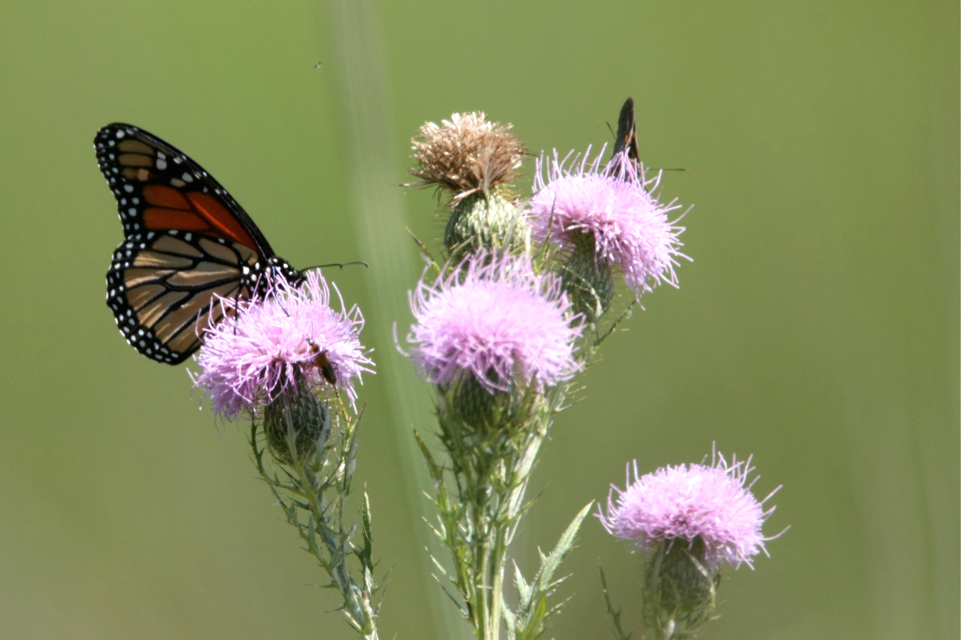 Full Size Image = 3535 K