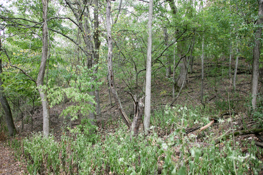 Full Size Image = 7856 K