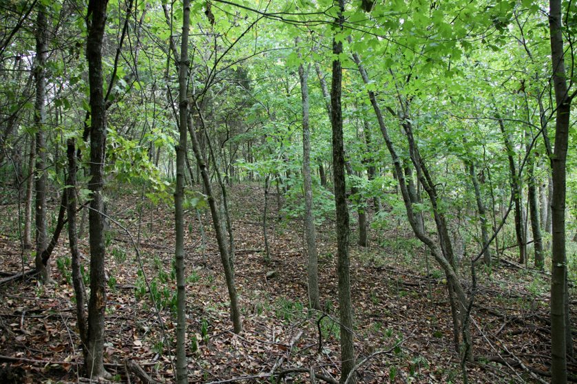 Full Size Image = 7383 K