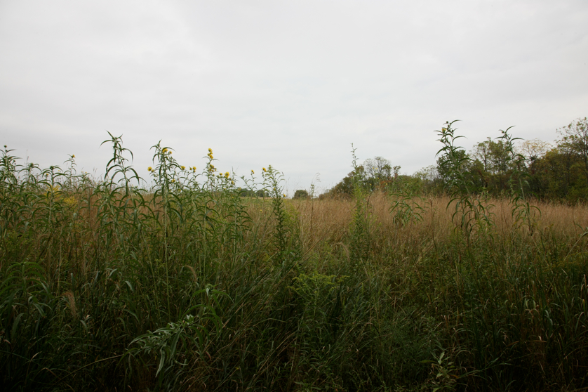 Full Size Image = 4218 K