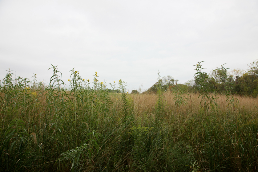 Full Size Image = 4373 K