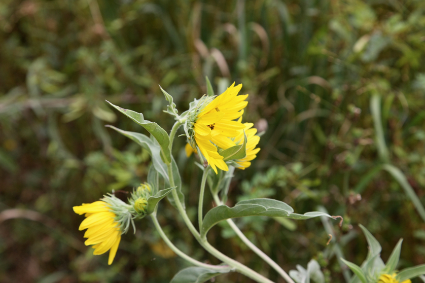 Full Size Image = 3180 K