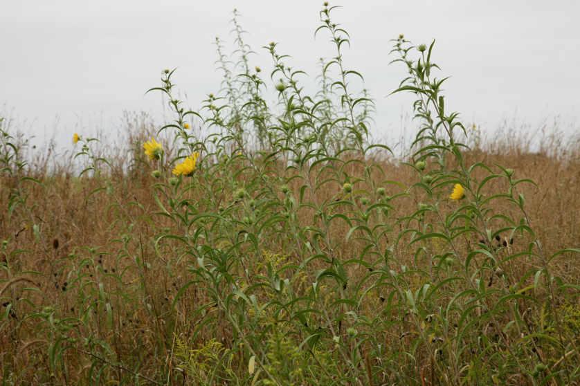 Full Size Image = 4232 K