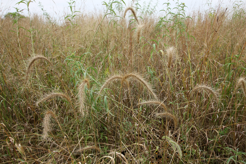 Full Size Image = 5921 K