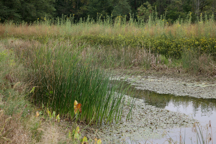 Full Size Image = 6640 K