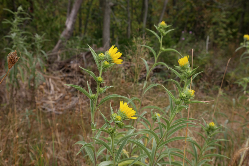 Full Size Image = 3562 K