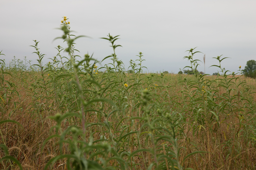 Full Size Image = 4095 K