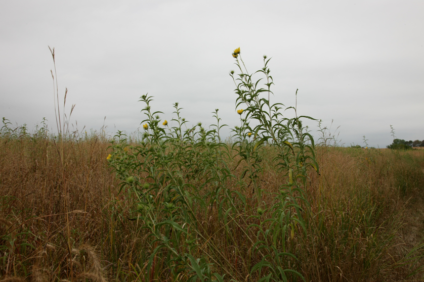 Full Size Image = 4138 K