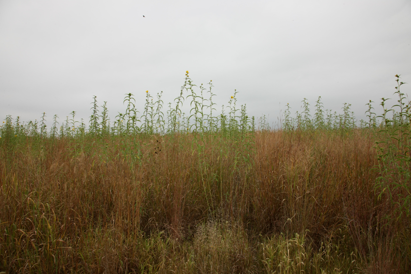 Full Size Image = 4478 K