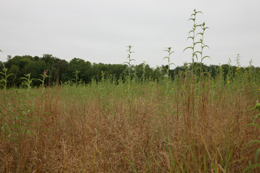 Full Size Image = 4398 K