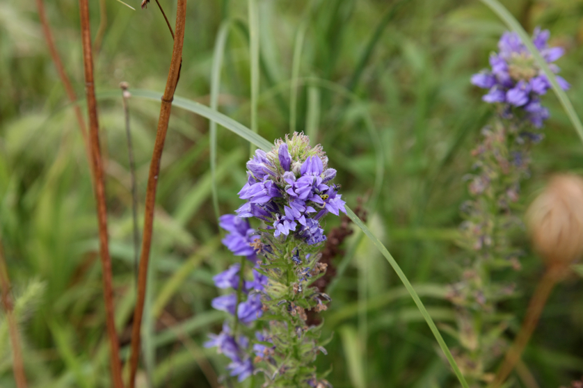 Full Size Image = 3223 K