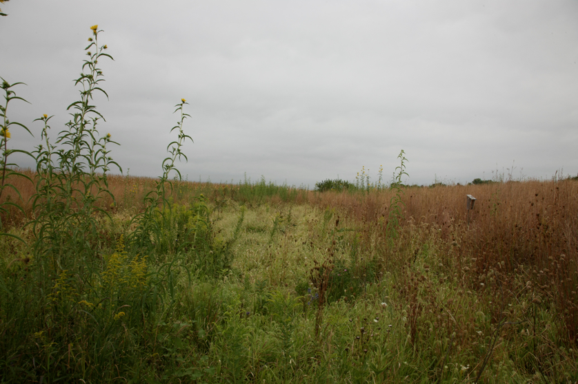 Full Size Image = 4168 K