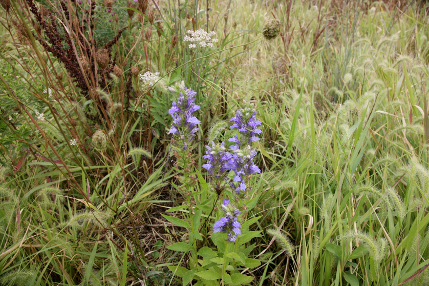 Full Size Image = 5291 K